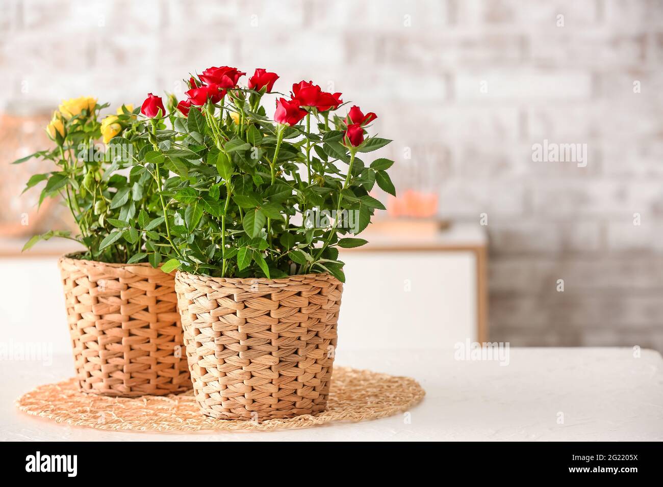 Beautiful roses in pots on table at home Stock Photo - Alamy