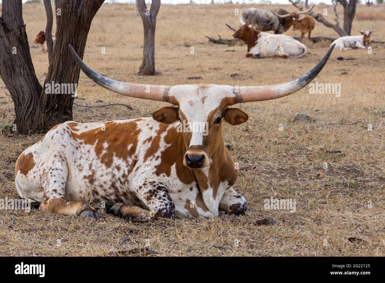 Texas longhorn cattle with enormous horns resting in the shade of trees in a dry paddock. Stock Photo