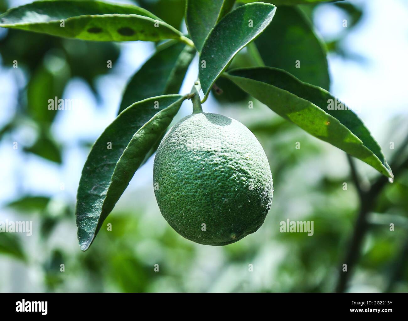 Pakistan fruit hires stock photography and images Alamy