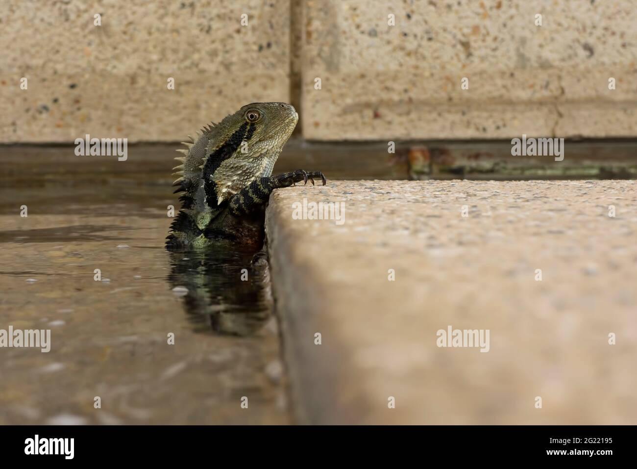 An Australian eastern water dragon lizard (Intellagama lesueurii) has retreated to the water of a city fountain when people approach. Stock Photo