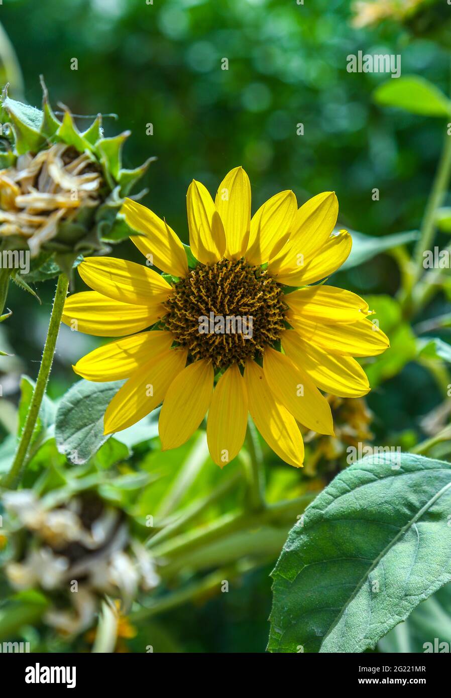 sun flower close photo shoot Stock Photo