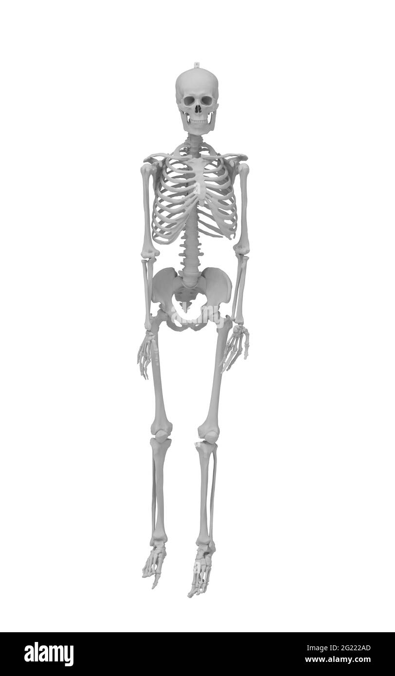 3d rendering of a skeleton portrait isolated on a white background Stock Photo