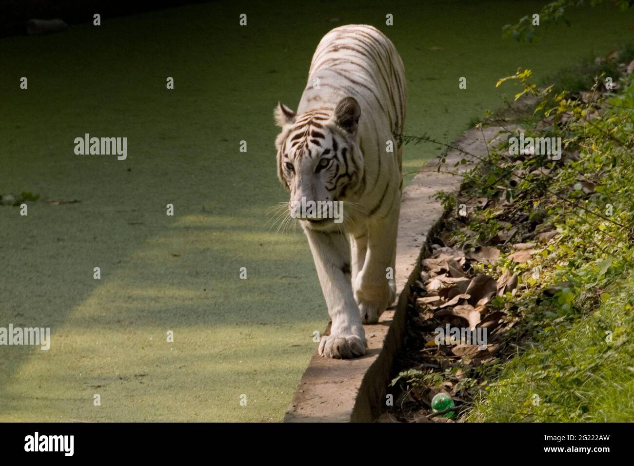 White Indian tiger walks through an open grassland at National Zoo in New Delhi,India. Stock Photo