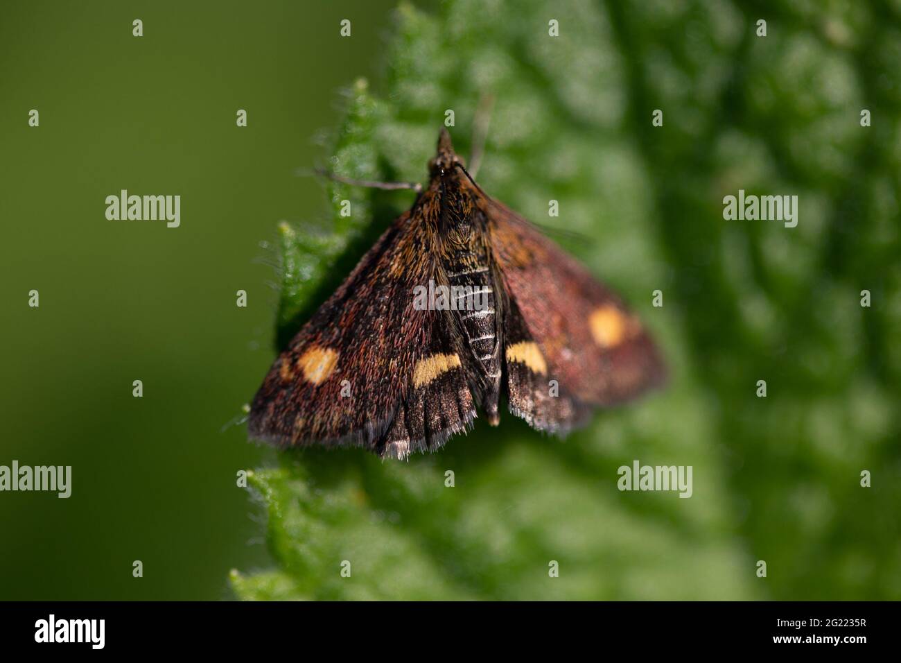 Mint Moth (Pyrausta aurata) or Small Purple and Gold moth Stock Photo