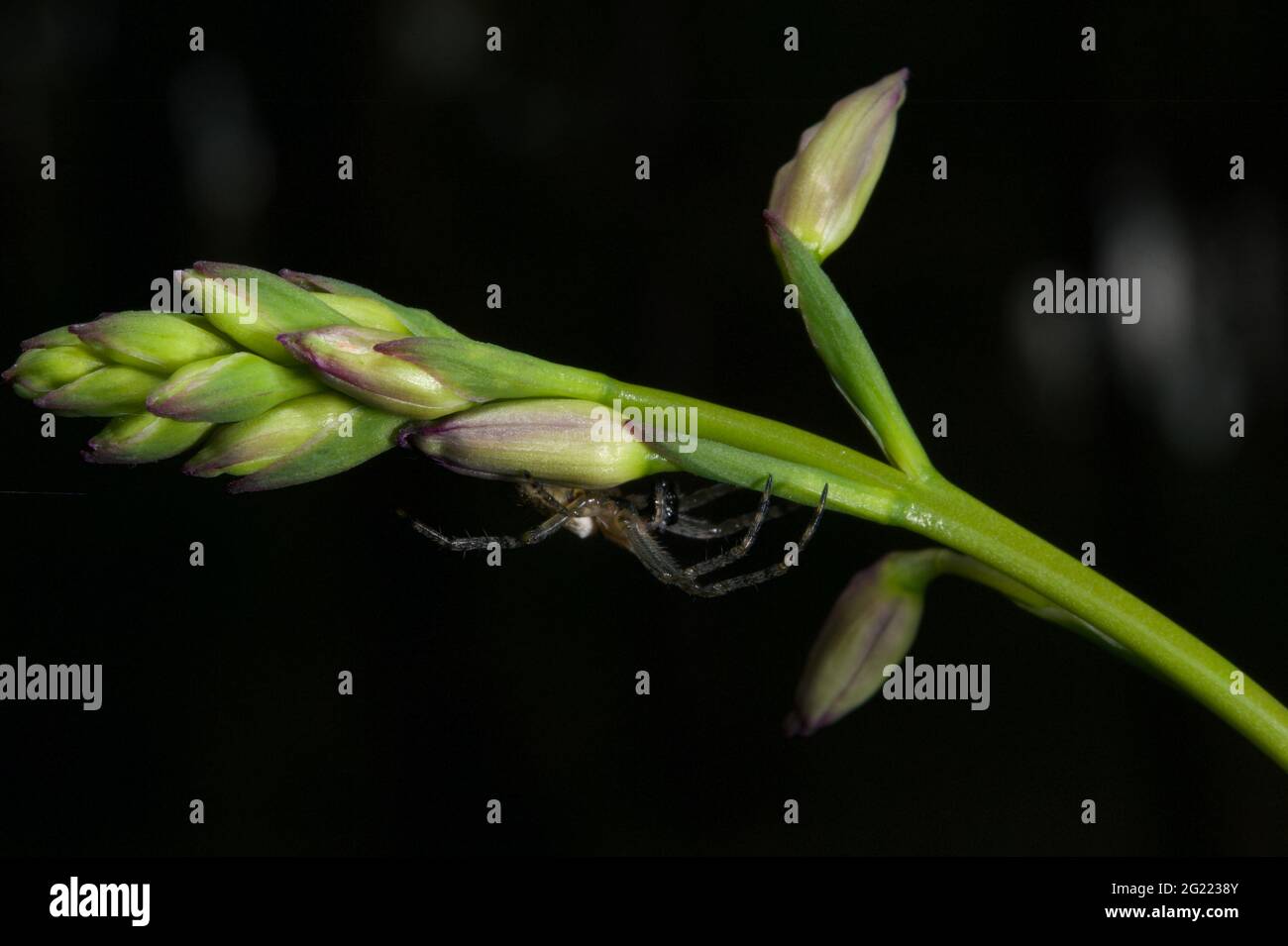 Spot the spider hard to tell, but I think this is a Flower Spider