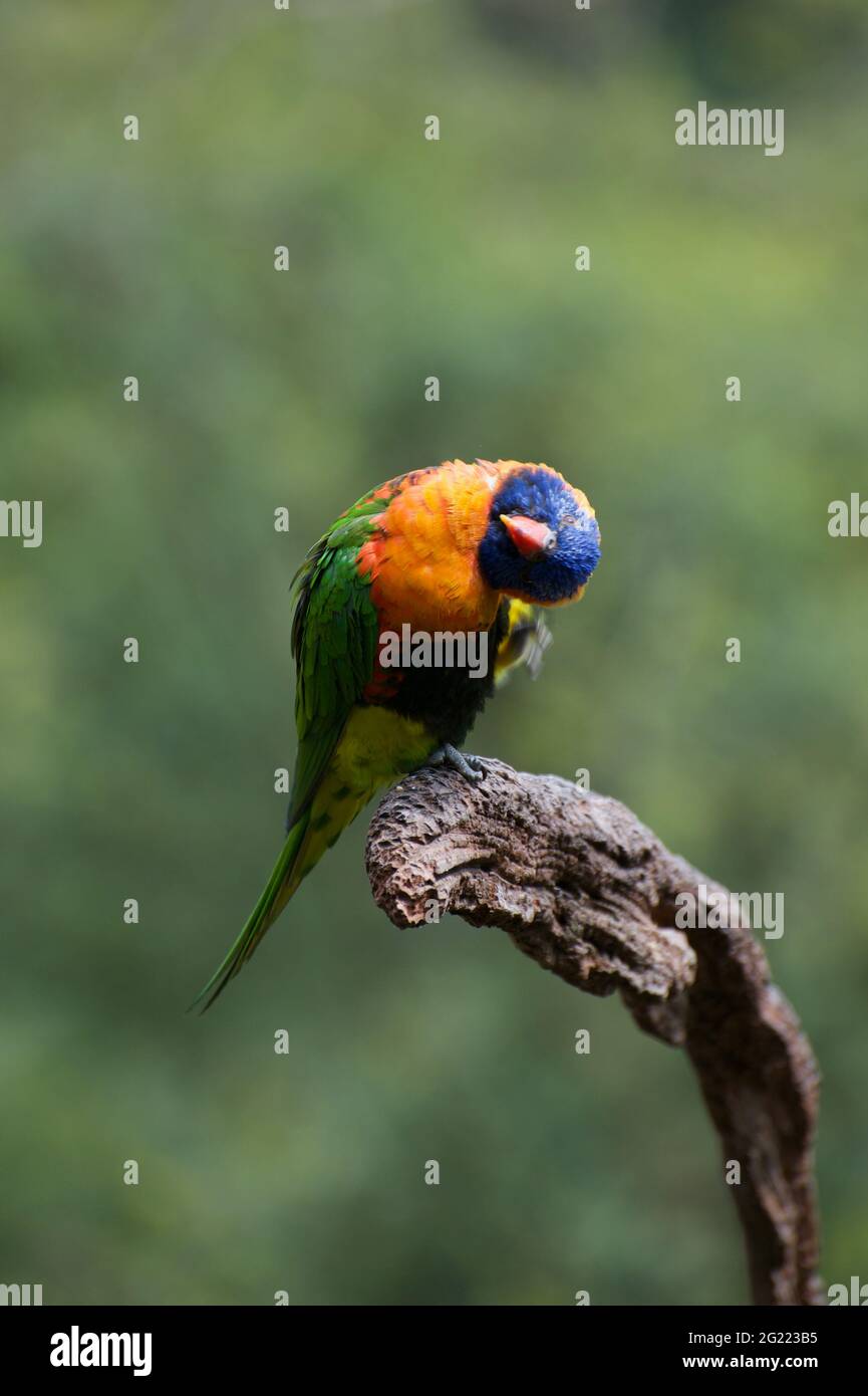 A Rainbow Lorikeet (Trichoglossus Haematodus) decided I looked better upside down! Perhaps it was something I said. Stock Photo