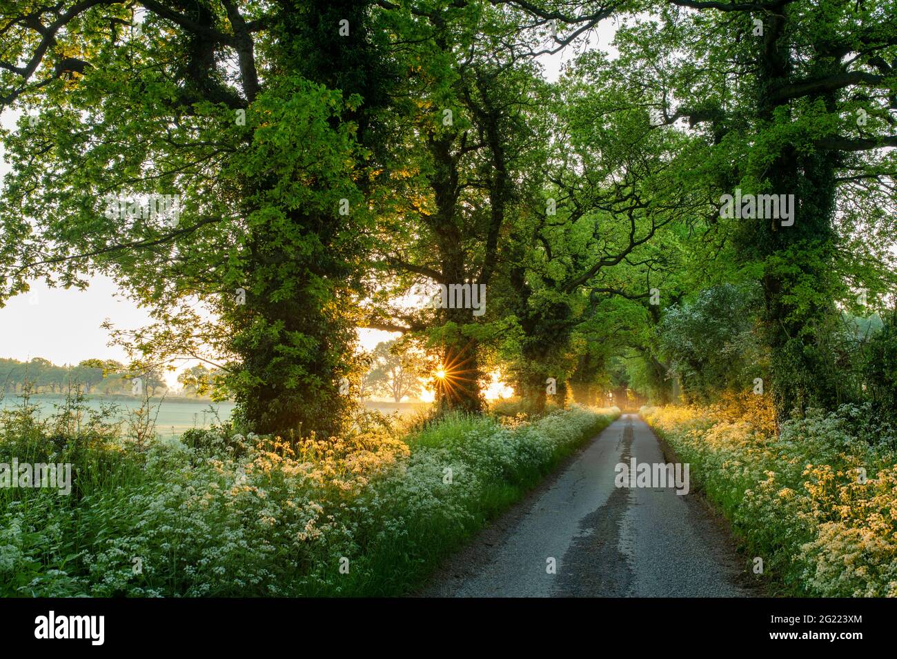 Country road in the english countryside at sunrise. Cropredy, Oxfordshire, England Stock Photo