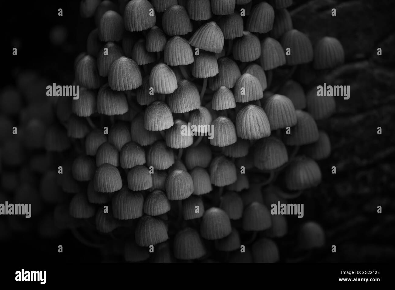 Group of mushroom with black& white effect Stock Photo