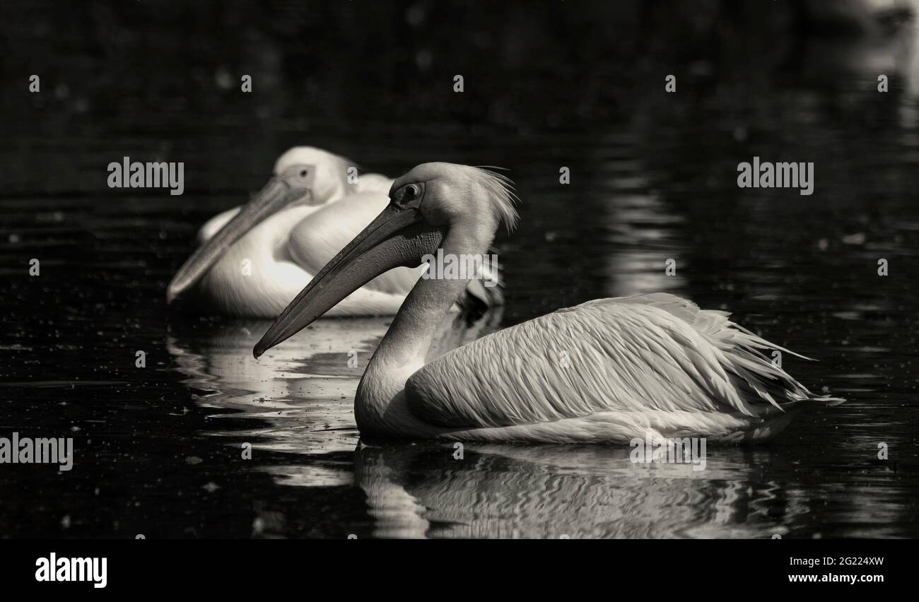 Two Great White Pelican birds swimming in swamp water at a wildlife sanctuary in India. Stock Photo