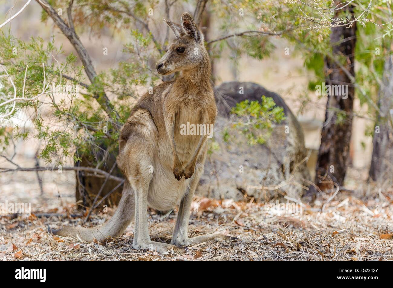 A single eastern grey kangaroo stands in some scrub land prior to getting a drink from a small waterhole at Undarra, Queensland in Australia. Stock Photo