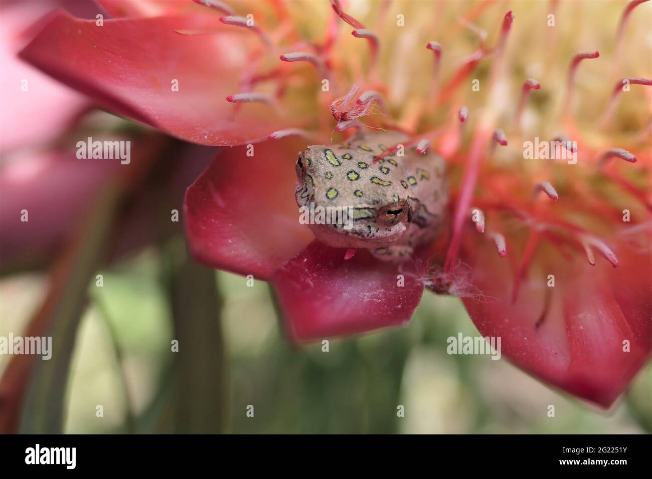 Marbled Reed Frog, Painted Reed Frog, Hyperolius marmoratus verrucosus. Widespread in southern and southeastern Africa. Here on a flower of Protea Rep Stock Photo