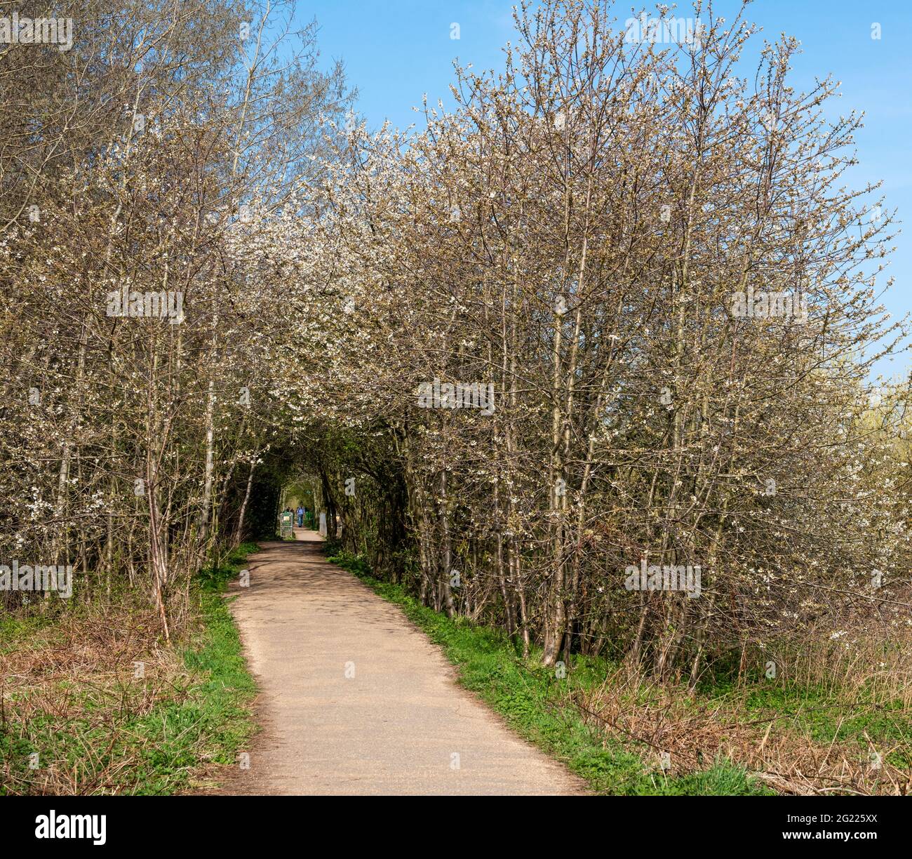 Trees in blossom on a public footpath. Attenborough nature reserve, Nottingham, England,UK Stock Photo