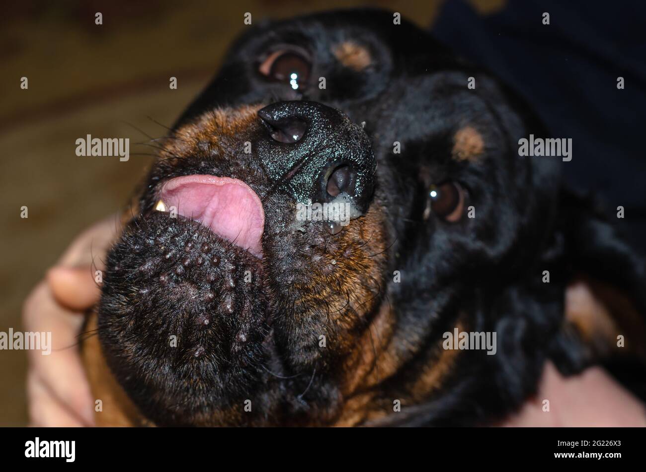 Cold or allergic diseases in pets. The runny nose in a pet. Black dog