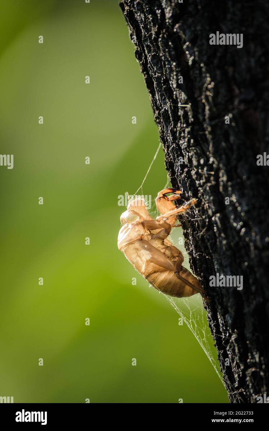 A translucent cicada exoskeleton shell left gripping a tree held in place with a cobweb in the Townsville Common in North Queensland, Australia. Stock Photo