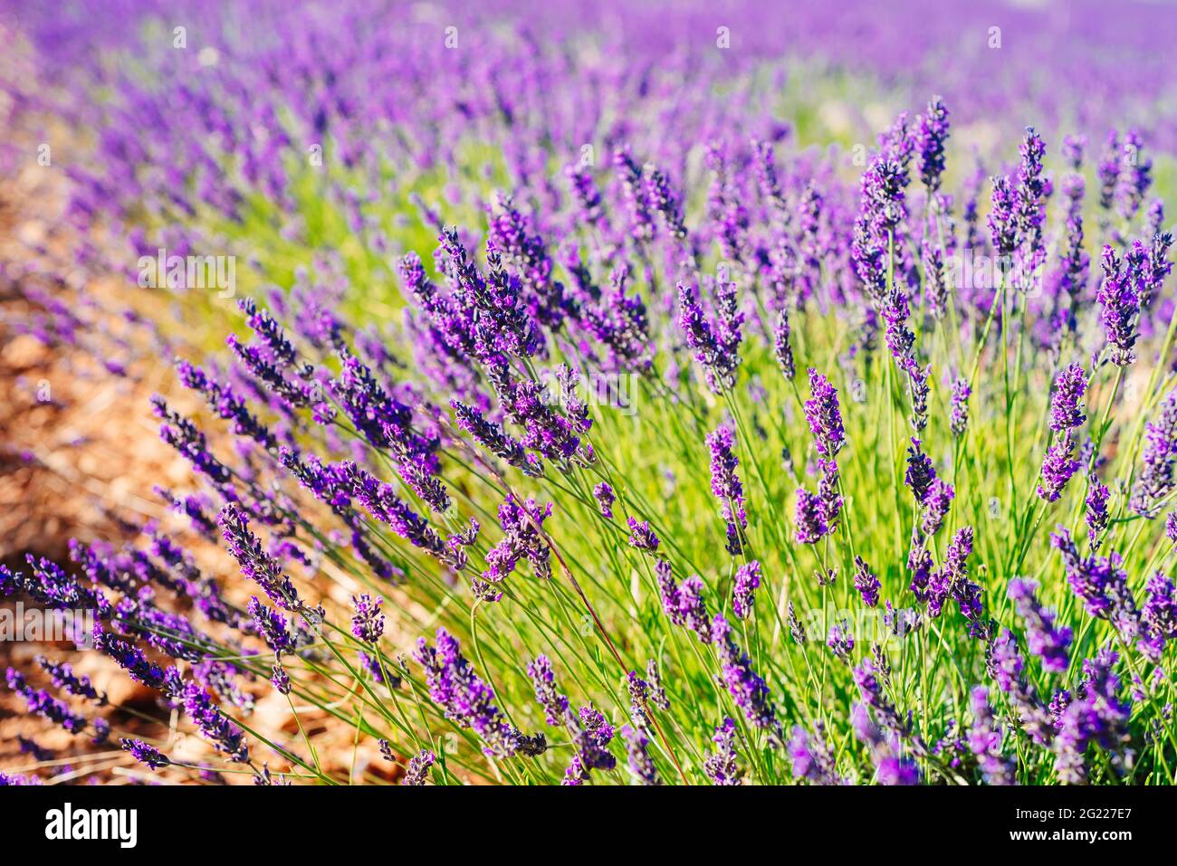 Lavender spikes. Field of Lavender, Lavandula angustifolia, Lavandula officinalis. Full frame background. Stock Photo