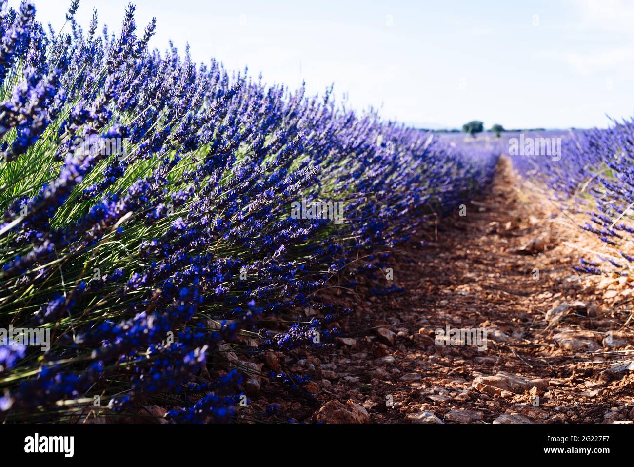 Lavender spikes. Field of Lavender, Lavandula angustifolia, Lavandula officinalis. Full frame background. Stock Photo
