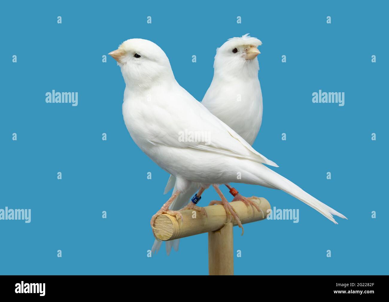 White canary store bird