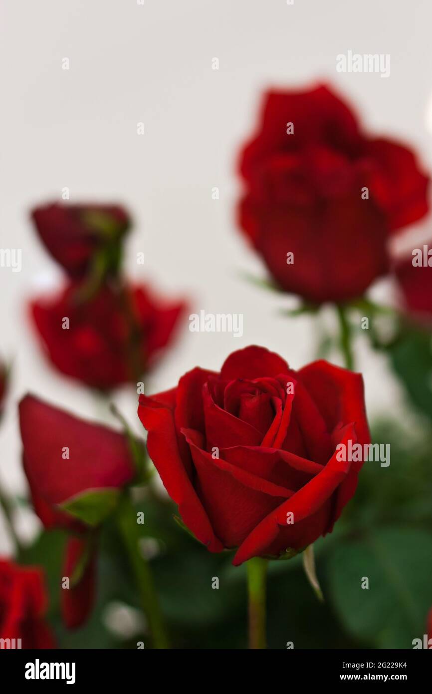 Red rose bud framed with green leaves Stock Photo Alamy