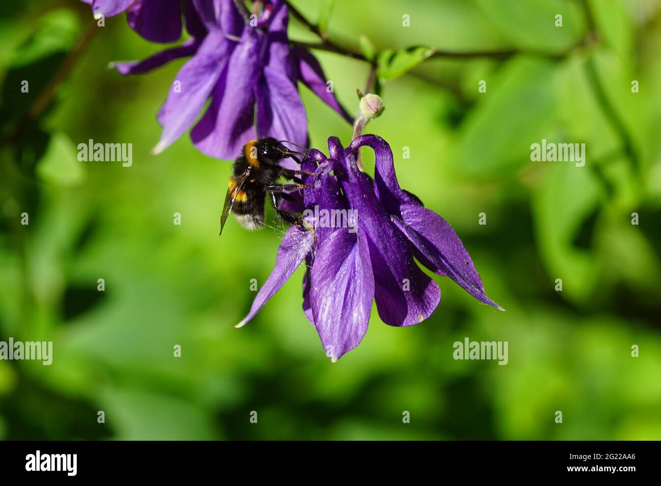Bumblebee species in the Bombus terrestris-complex, family apidae on purple flowers of European columbine (Aquilegia vulgaris), family Ranunculaceae. Stock Photo