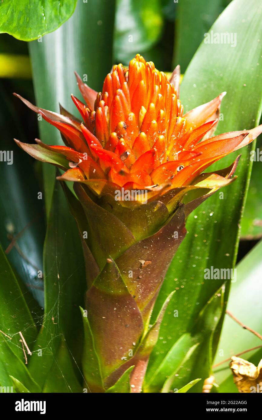 The bromeliads ornamental plant in the forest Stock Photo