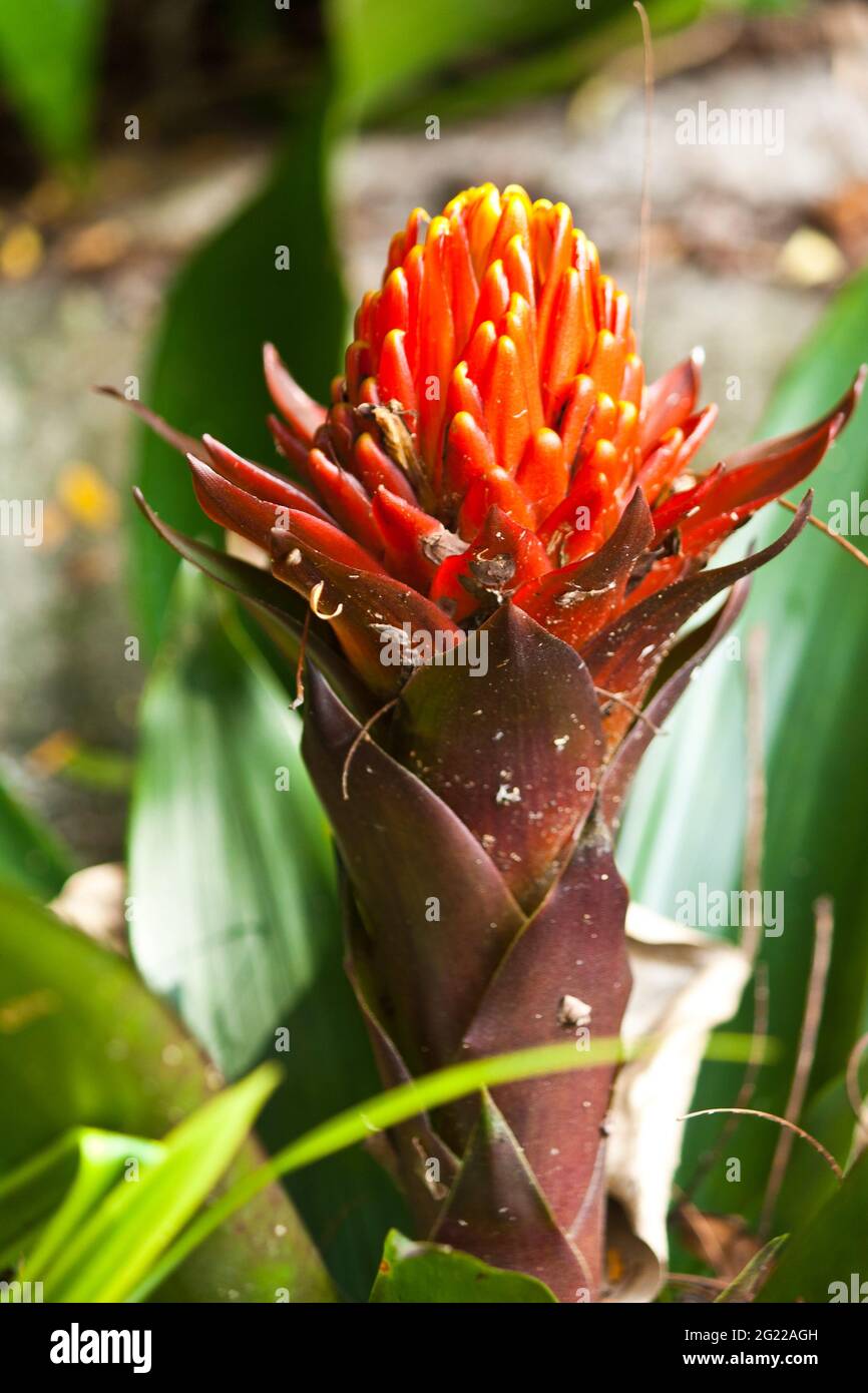 The bromeliads ornamental plant in the forest Stock Photo