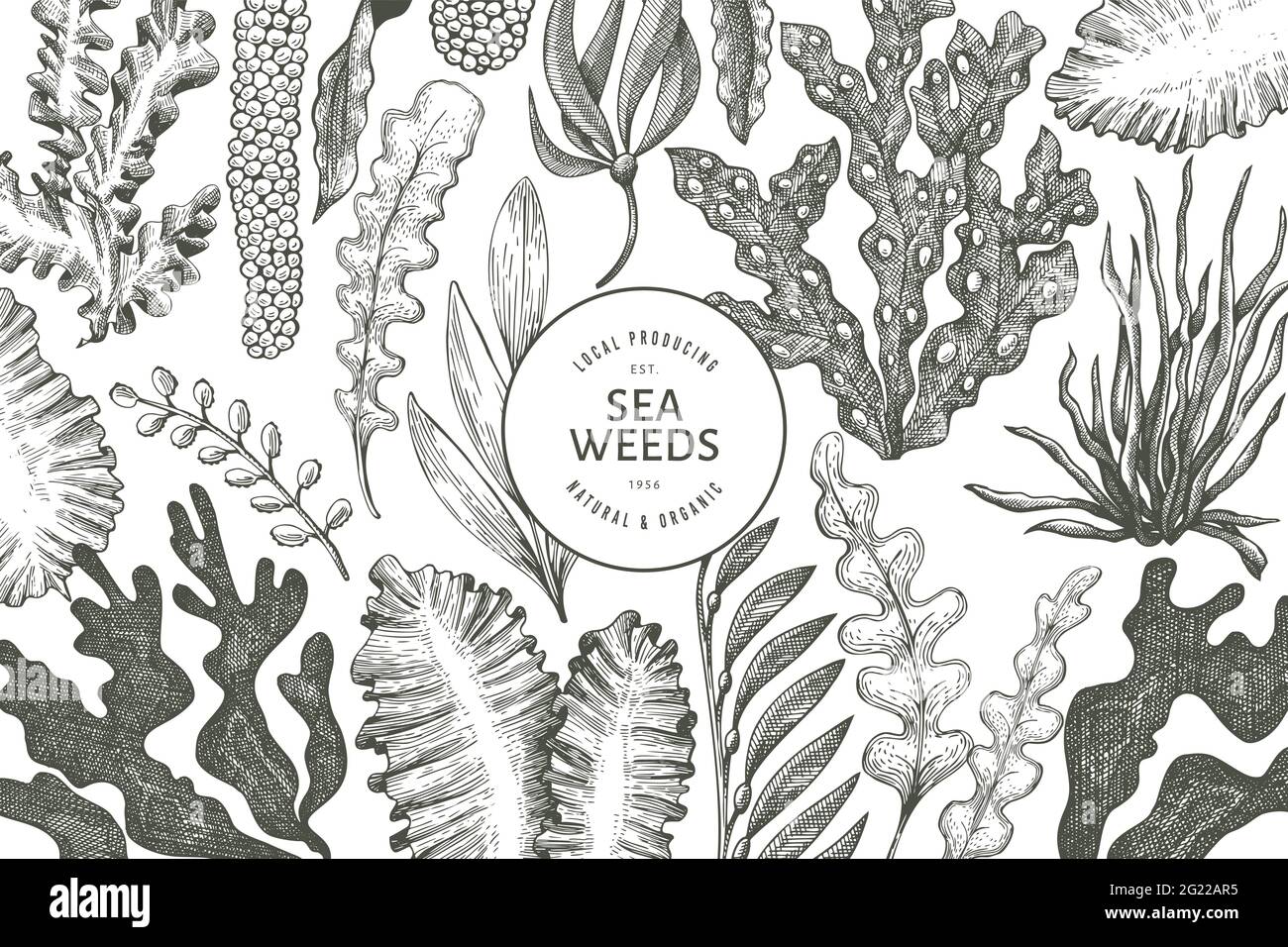 Seaweed design template. Hand drawn vector seaweeds illustration Seaweed design template. Hand drawn vector seaweeds illustration