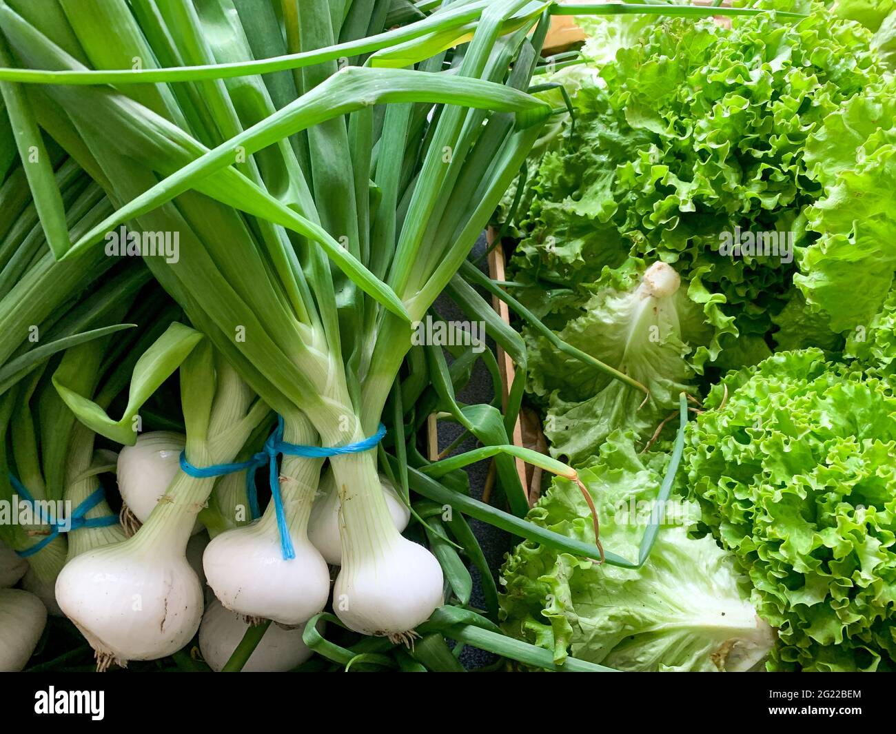 Organic fresh white onions and green salads, France Stock Photo - Alamy