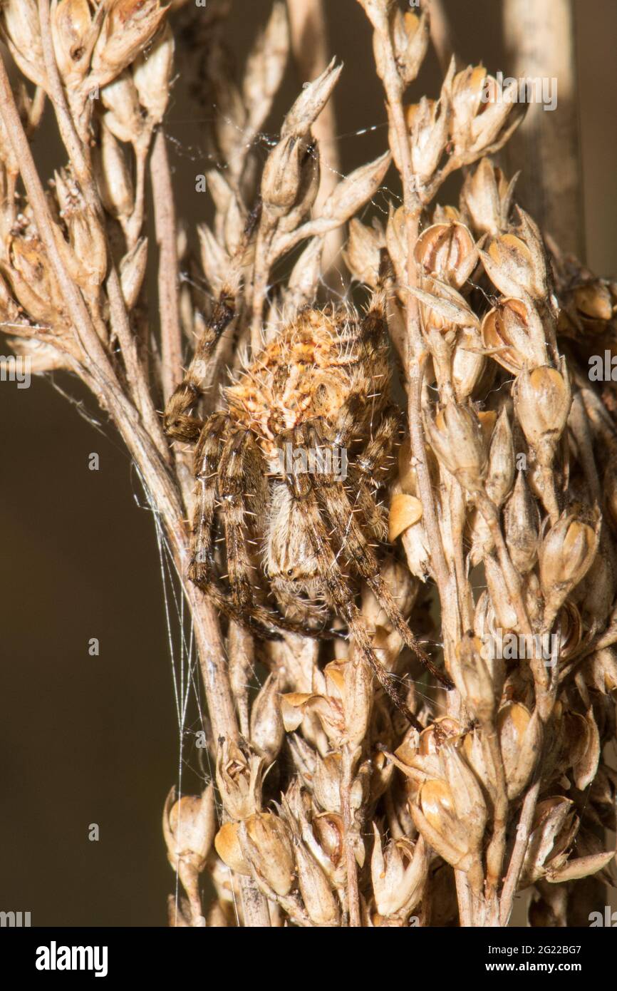 Backobourkia spider camouflaged on Finger Rush. Stock Photo