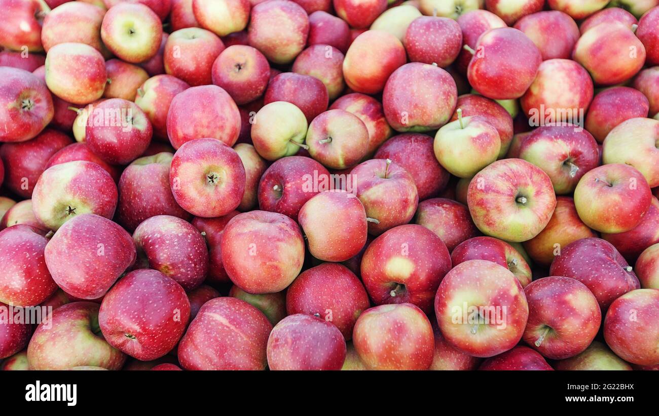Collected from trees in large wooden pallet containers. Fruit harvest, farm business and juicy apples Stock Photo