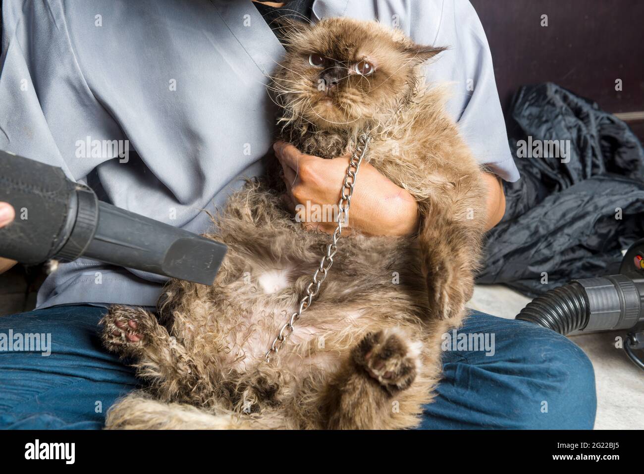 Man drying cat's fur, care for coat of the cat Stock Photo Alamy