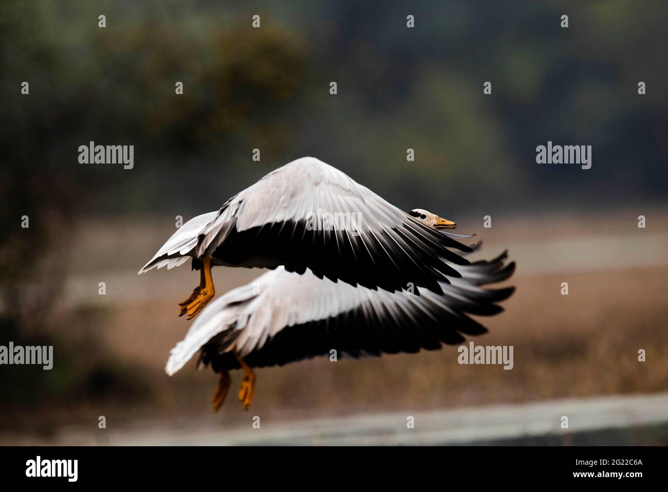 Bar-headed Geese (Anser Indicus) in flight at Keoladeo Ghana National Park. Bharatpur. Rajasthan. India. Stock Photo