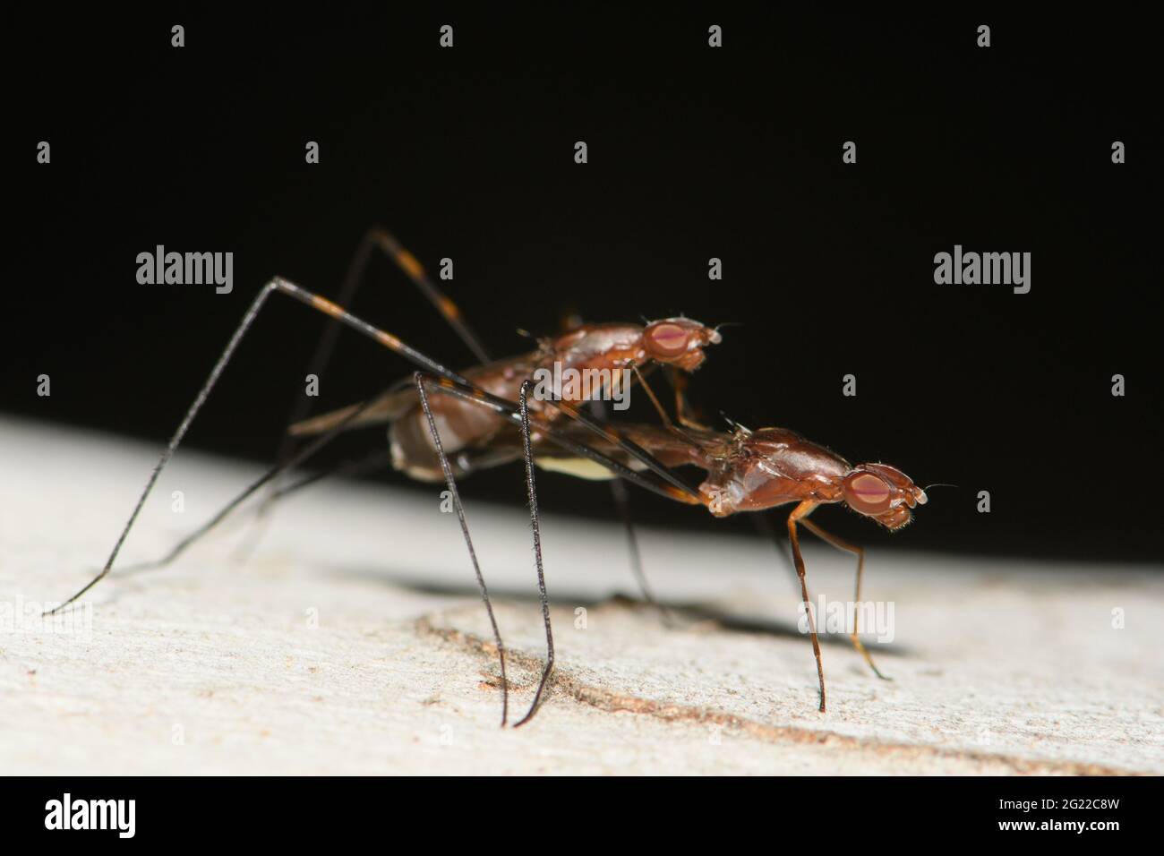 Stilt Legged Fly mating on Eucalyptus tree trunk Stock Photo Alamy