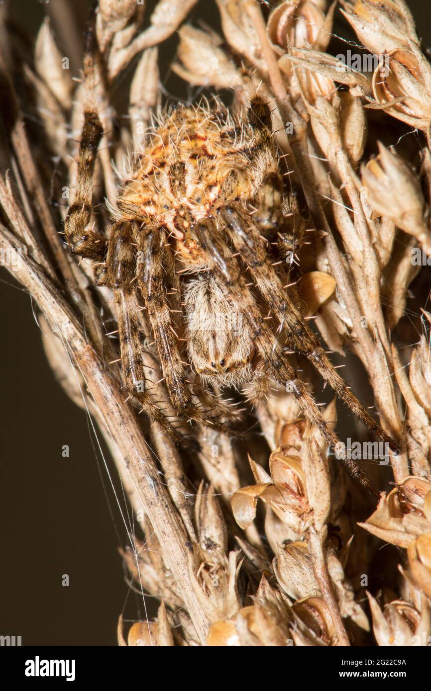 Backobourkia spider camouflaged on Finger Rush. Stock Photo
