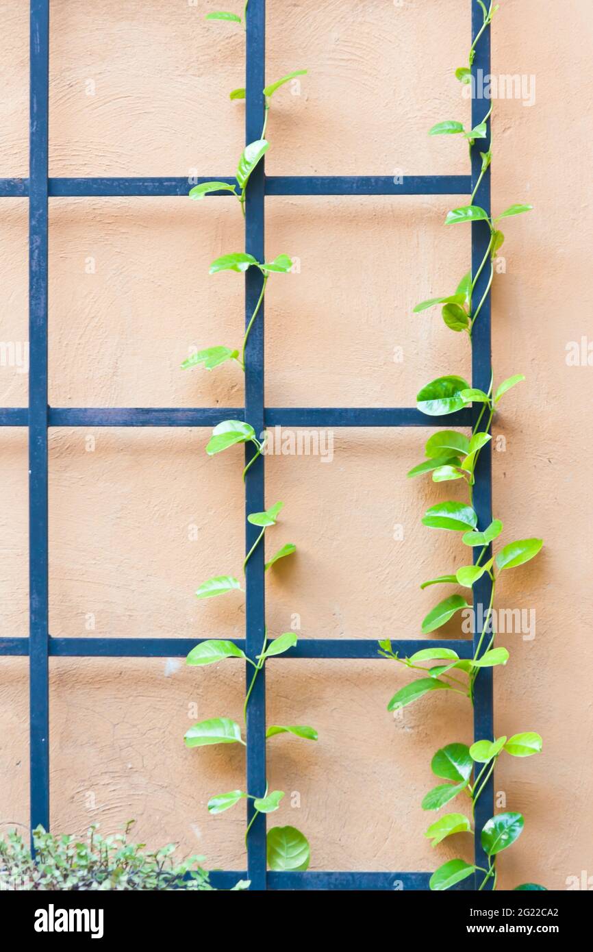 Old iron fence covered by ivy hi-res stock photography and images - Alamy