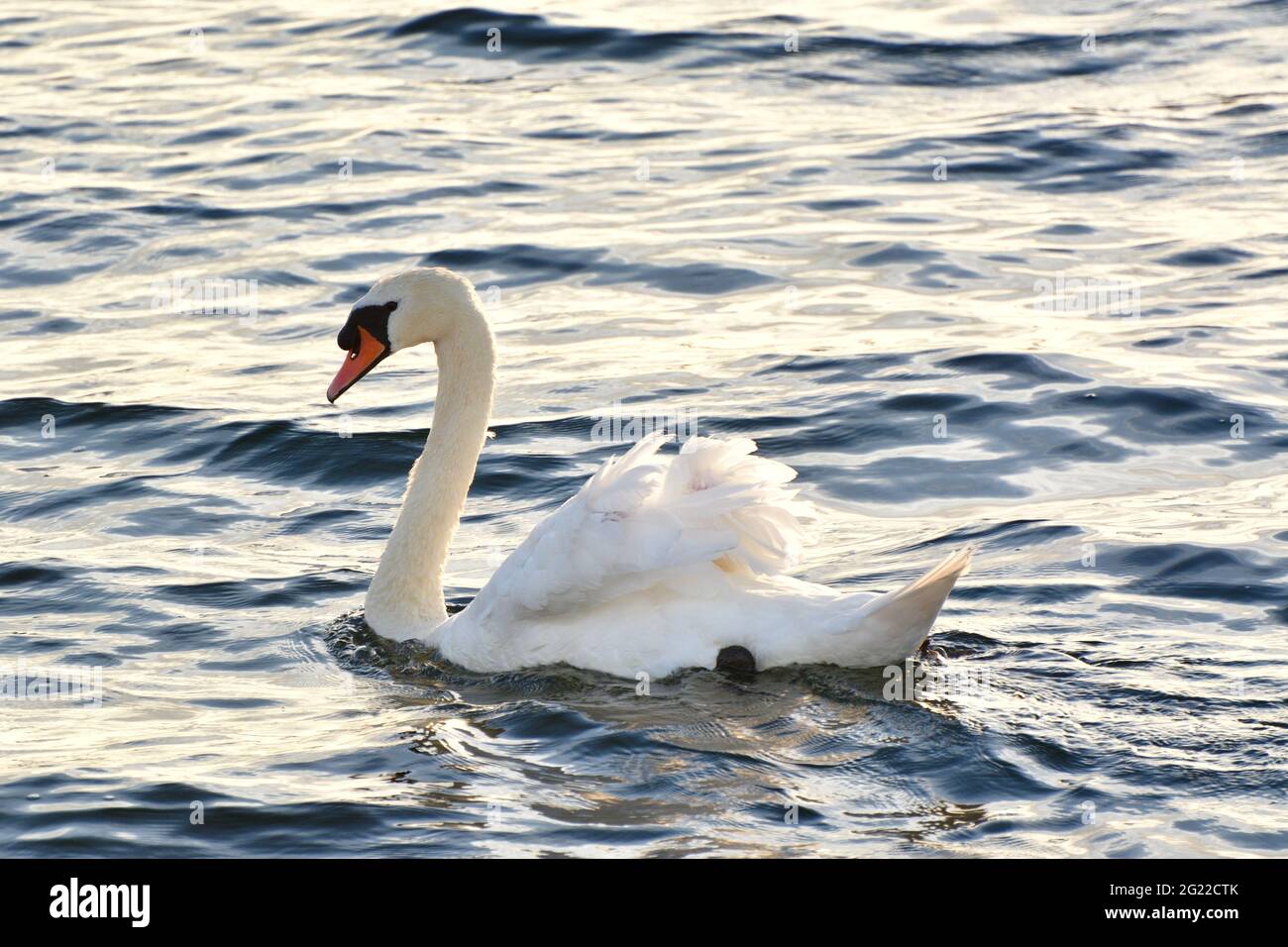 Beautiful white swan in Draycote Water, England, the UK Stock Photo