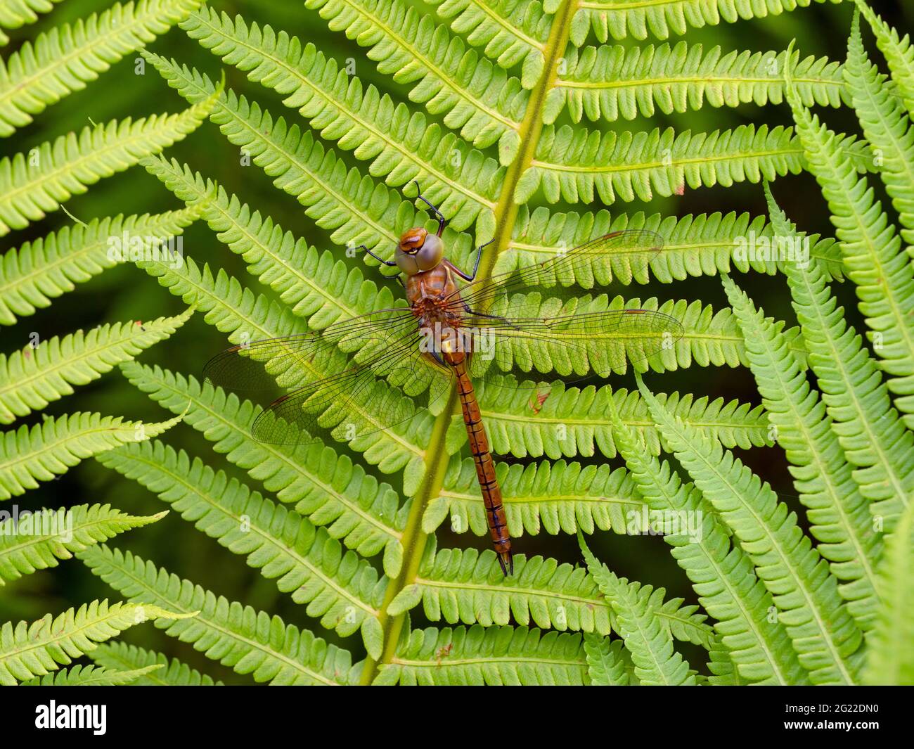 Norfolk hawker Anaciaeschna isoceles  early June Norfolk Stock Photo