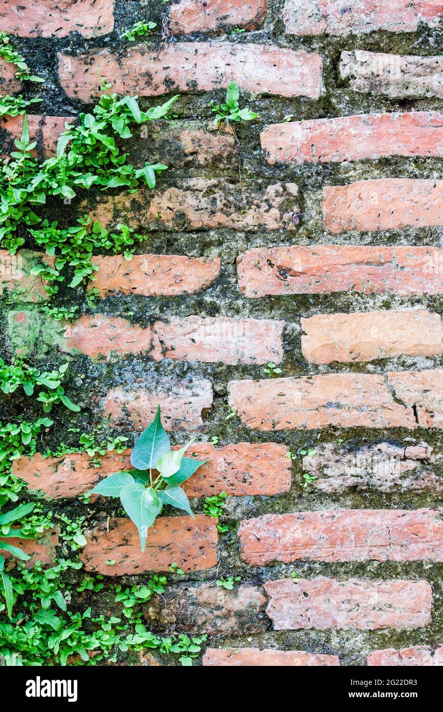 THE CONCRETE KINGDOM FERN CREEK visual data 6