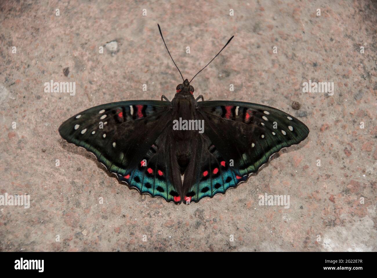 Butterfly Poplar Admiral (Limenitis populi) closeup. ldark brown wings, white spots, red and blue edging - rare endangered species need in protection. Stock Photo