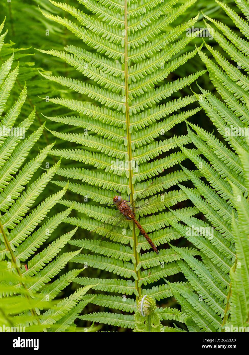 Norfolk hawker Anaciaeschna isoceles  early June Norfolk Stock Photo