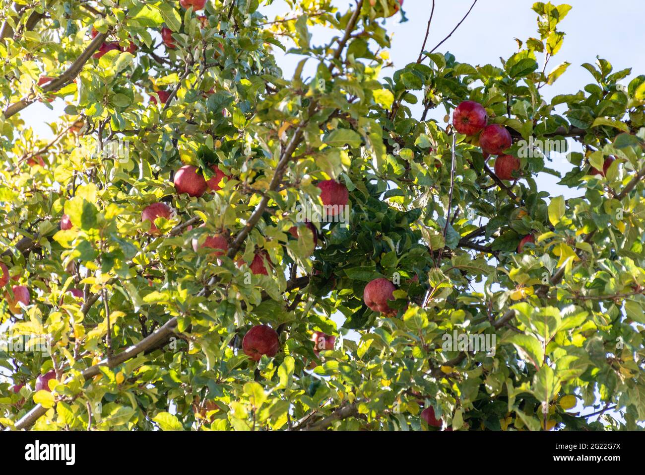 Apple tree with red apples growing on it Stock Photo Alamy