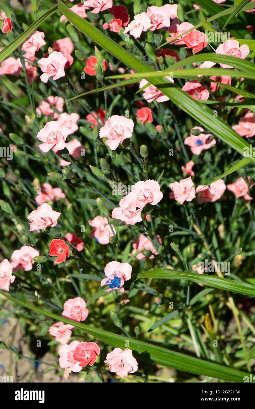 Dianthus gratianopolitanus flowering in late spring with tiny red and pink petals Stock Photo