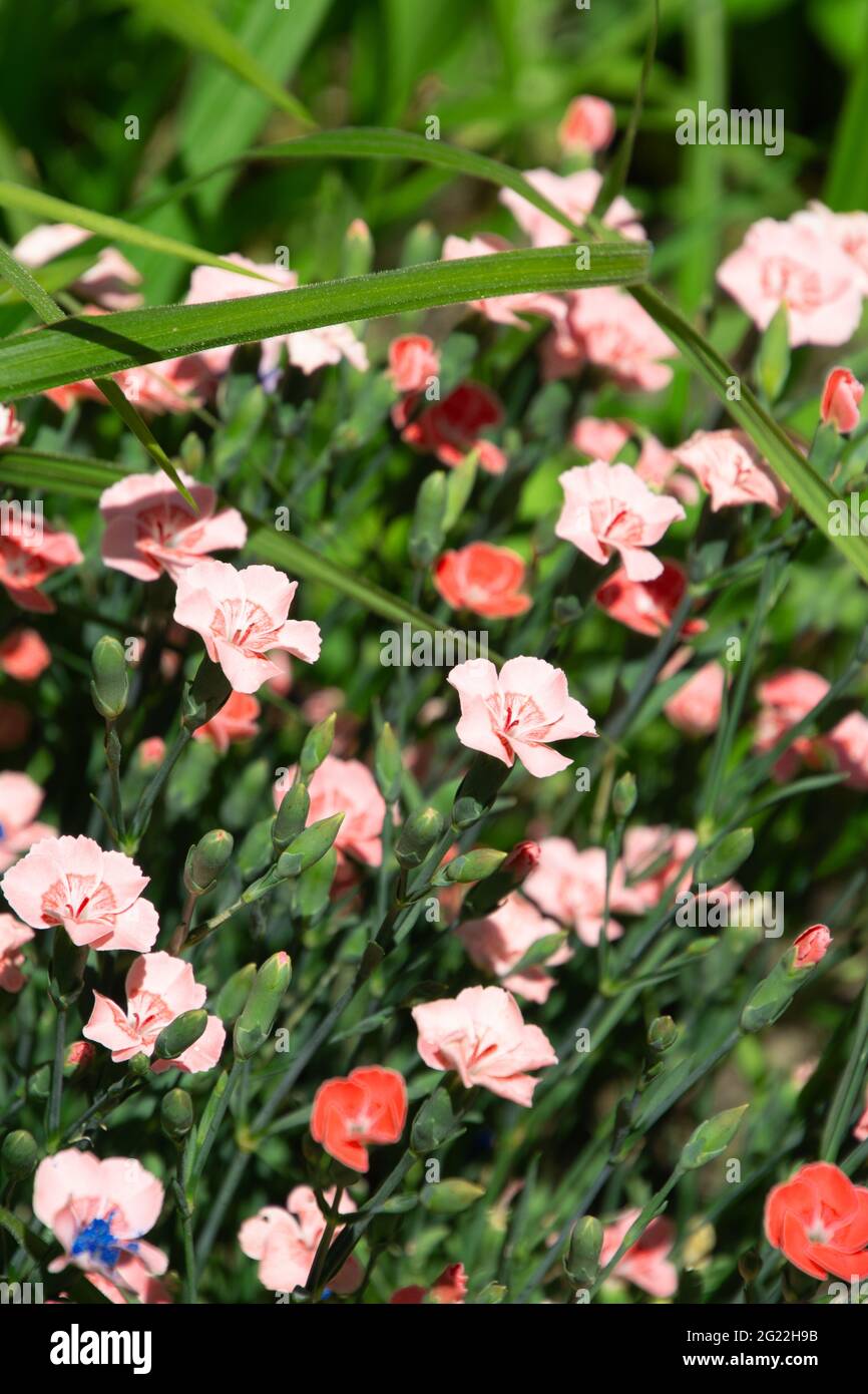 Dianthus gratianopolitanus flowers With some orange and red flowers in the ornamental garden Stock Photo