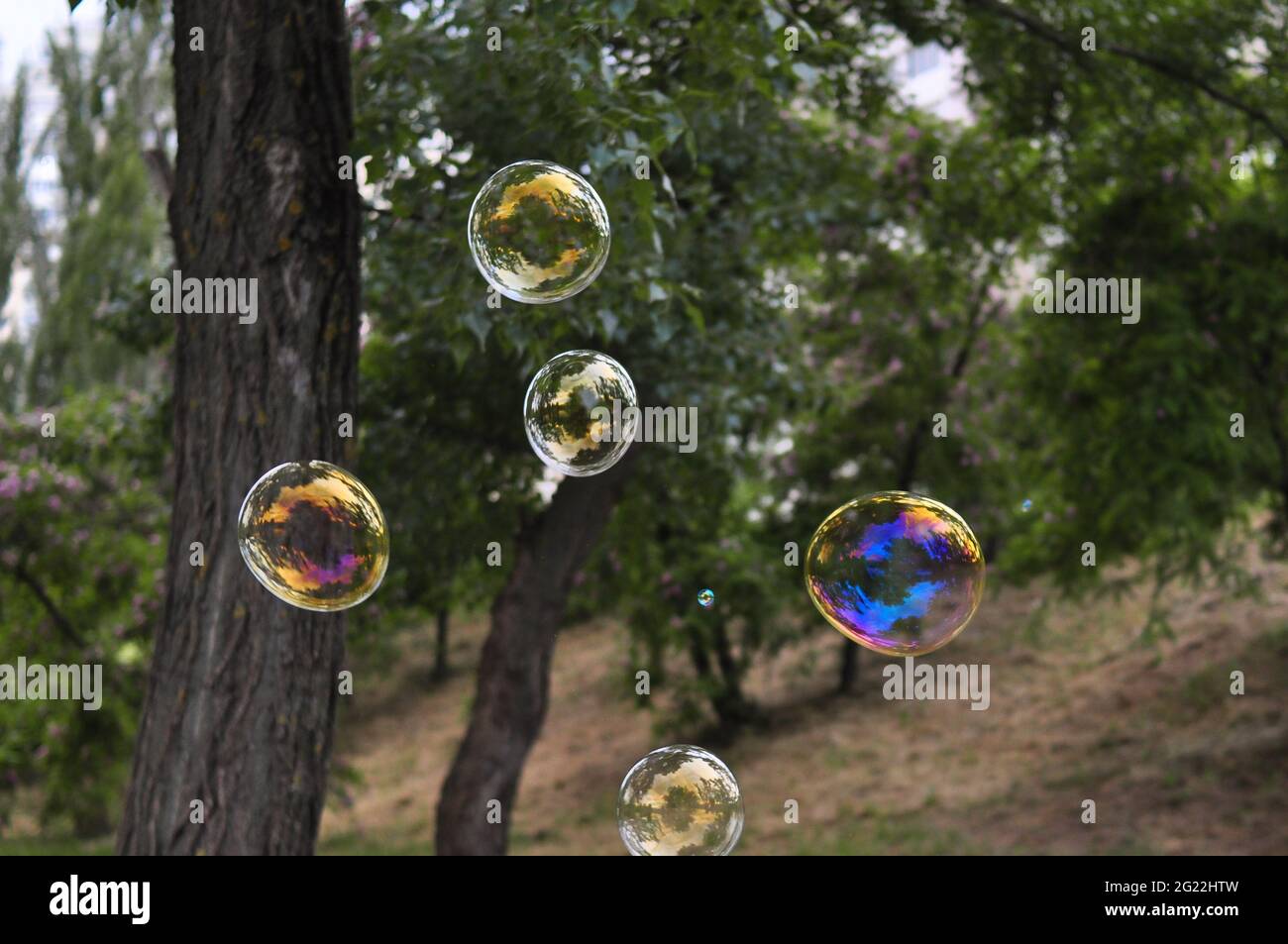 Big soap bubbles in the forest in summer copy space, background Stock ...
