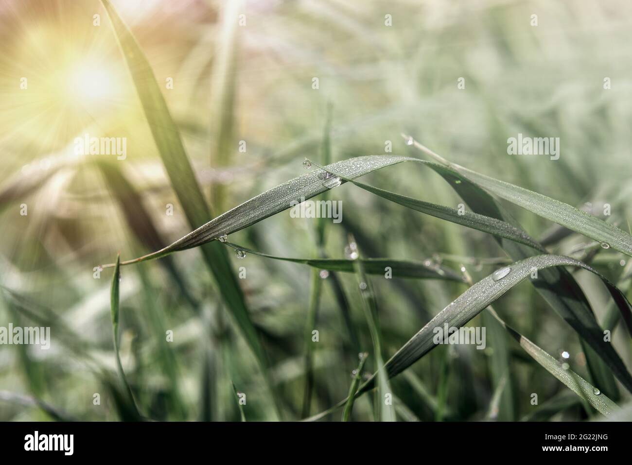 Green green grass with dew drops summer background Stock Photo - Alamy