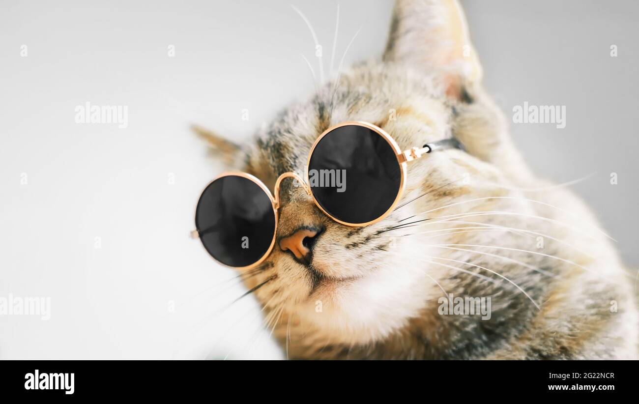 Cat in round sunglasses Stock Photo Alamy