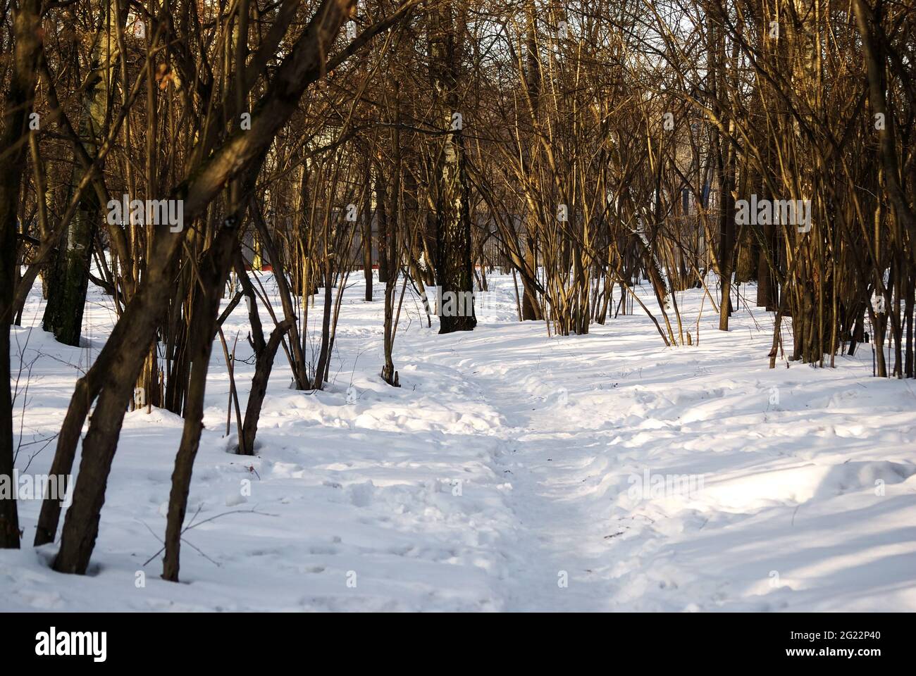 shadows from trees in the park, in winter Stock Photo - Alamy