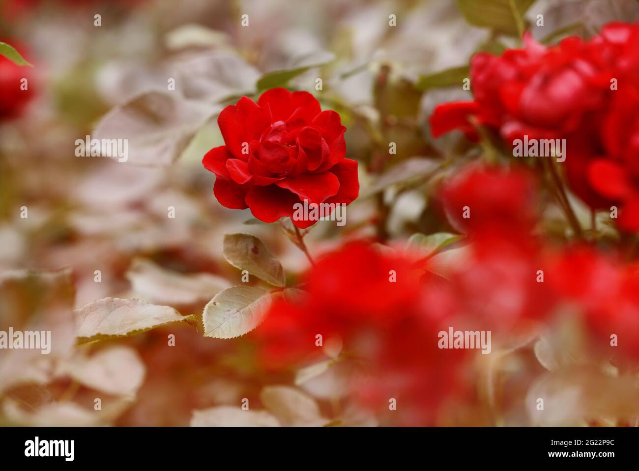 flower of a red rose bush in focus background blurry Stock Photo - Alamy
