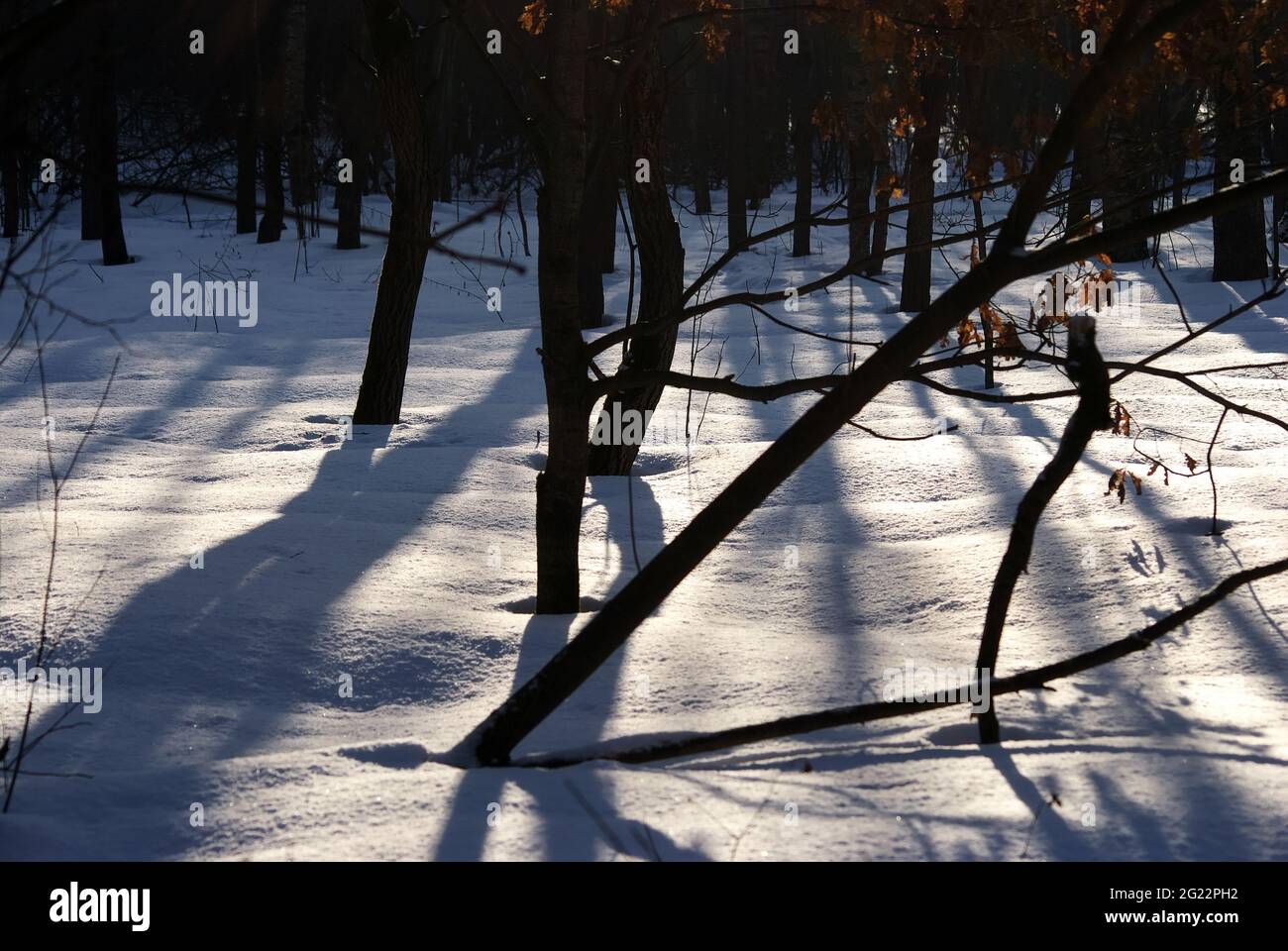 shadows from trees in the park, in winter Stock Photo - Alamy