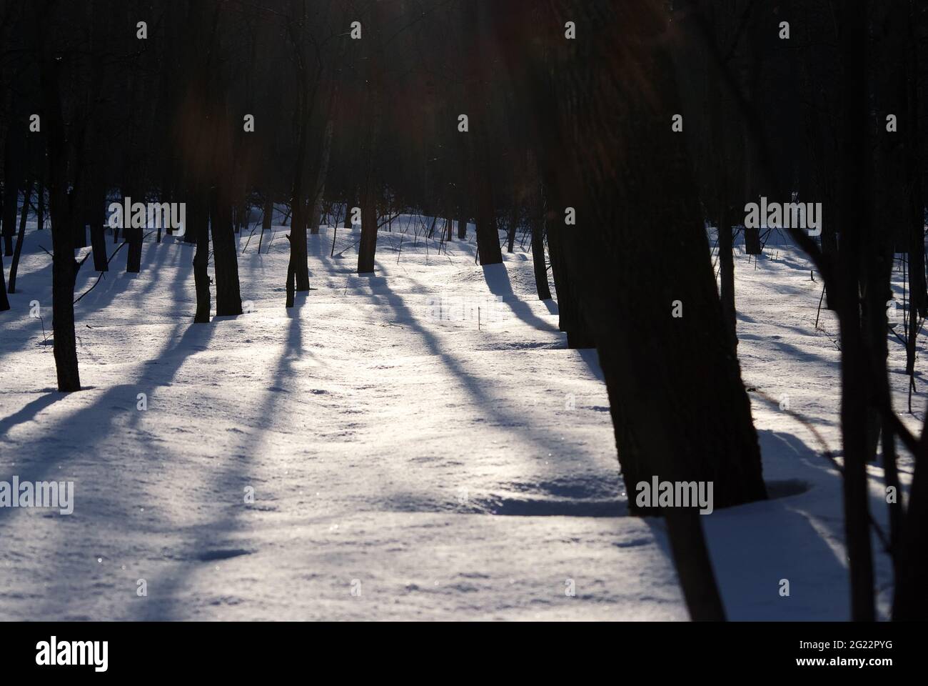 shadows from trees in the park, in winter Stock Photo - Alamy