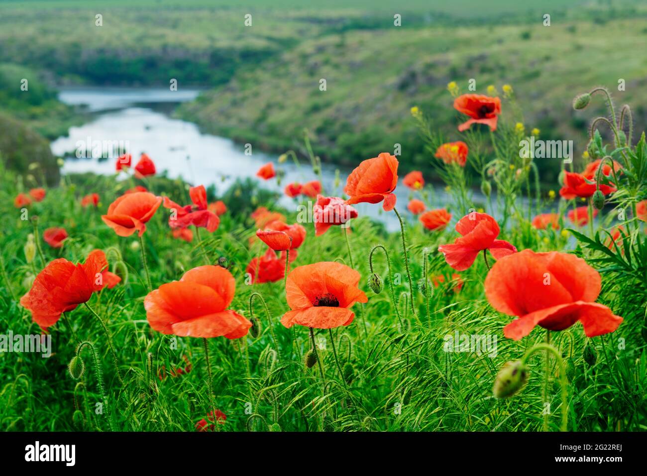 Red poppy wild flowers and the river canyon Stock Photo - Alamy